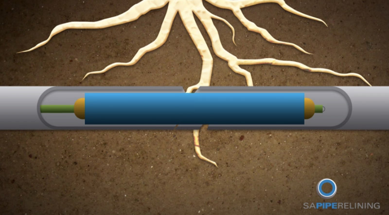 Pipe Relining Tree Root Damage