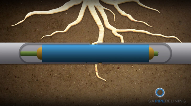Pipe Relining Tree Root Damage