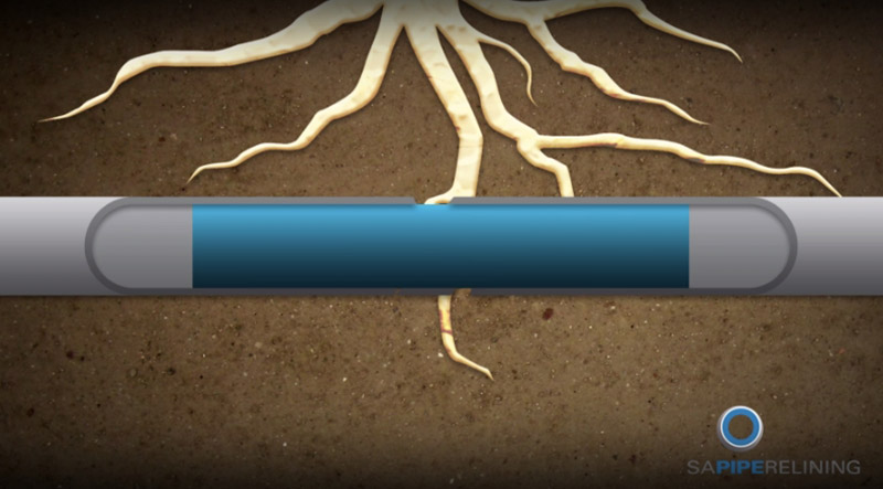 Pipe Relining Tree Root Damage