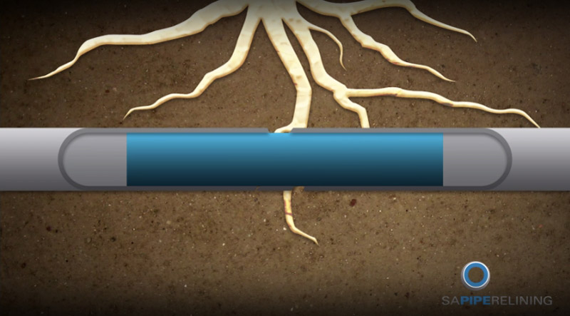 Pipe Relining Tree Root Drain Repairs