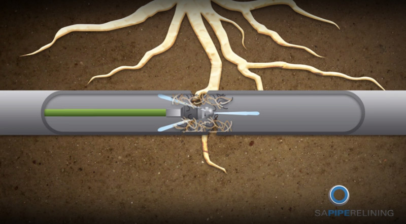 Pipe Relining Tree Root Drain Repairs